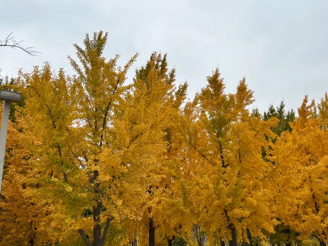 1667353312102777.jpg 1667353312102777.jpg